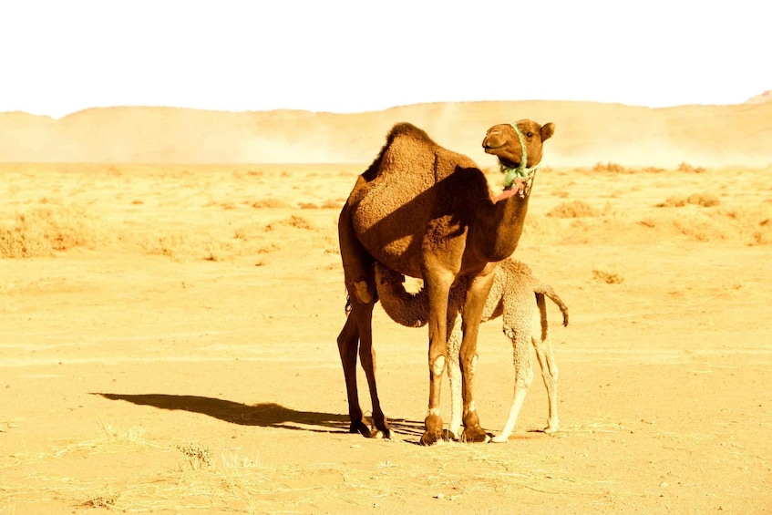Picture 13 for Activity luxury desert camp with Camel Ride, meals & sandboarding