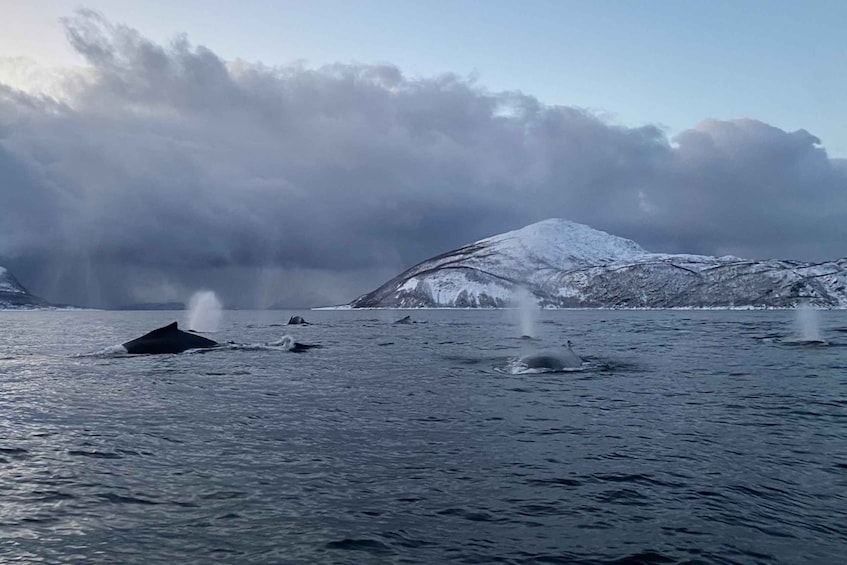 Picture 2 for Activity Skjervøy: Whale and Orca Watching Tour by RIB Boat