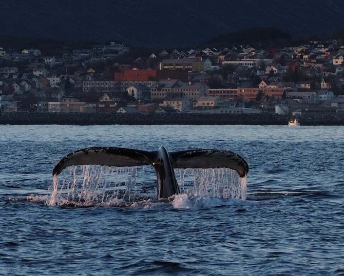 Picture 3 for Activity Skjervøy: Whale and Orca Watching Tour by RIB Boat