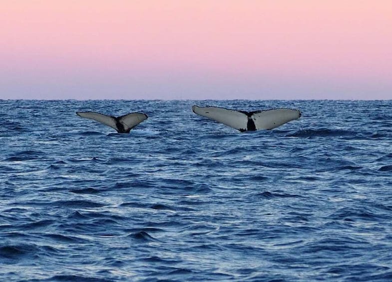 Picture 7 for Activity Skjervøy: Whale and Orca Watching Tour by RIB Boat