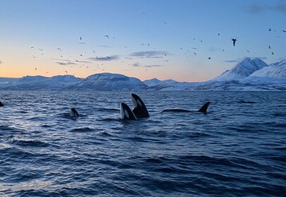 Skjervøy : Observation des baleines et des orques excursion en bateau pneum...
