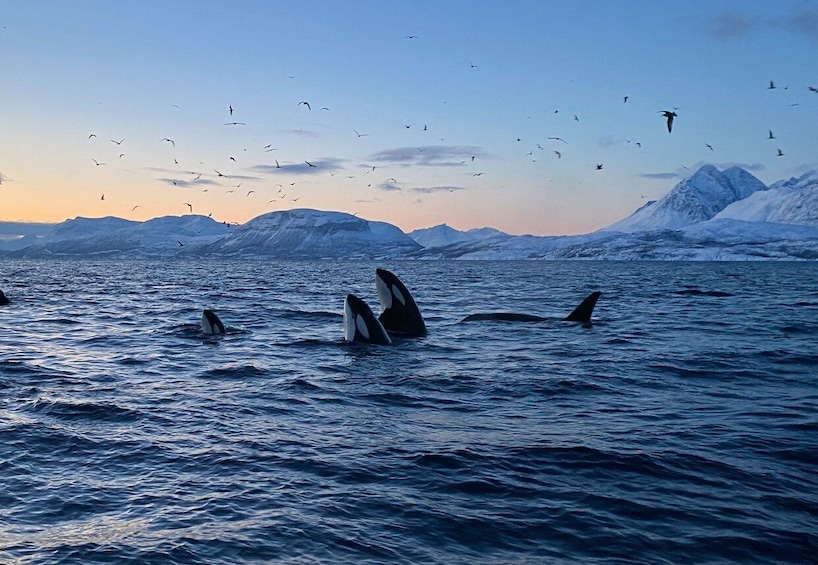 Skjervøy: Whale and Orca Watching Tour by RIB Boat