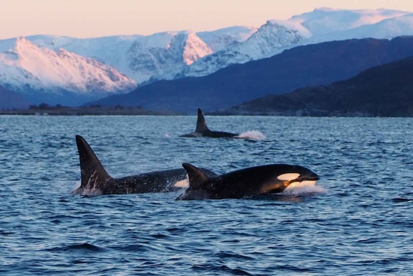 Picture 4 for Activity Skjervøy: Whale and Orca Watching Tour by RIB Boat