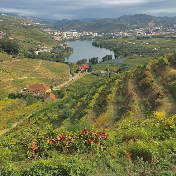 Picture 3 for Activity Quinta da Pacheca: walking with full lunch and wine tasting