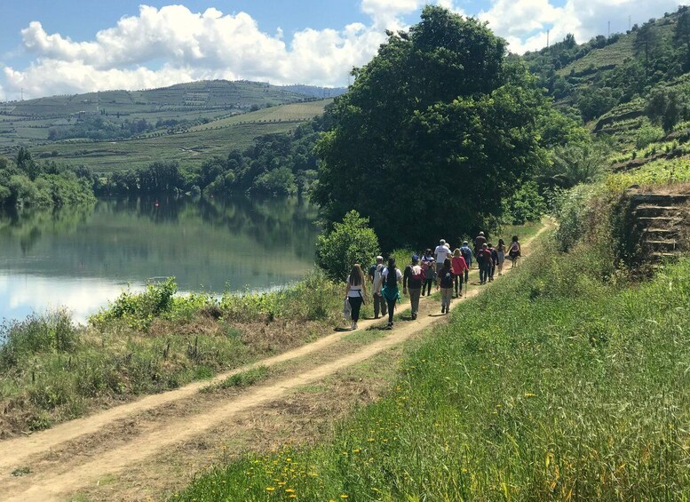 Picture 5 for Activity Douro: luxury walking with full lunch at Quinta da Pacheca