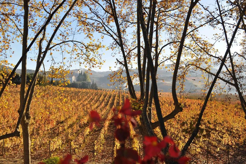 Picture 8 for Activity Douro: luxury walking with full lunch at Quinta da Pacheca