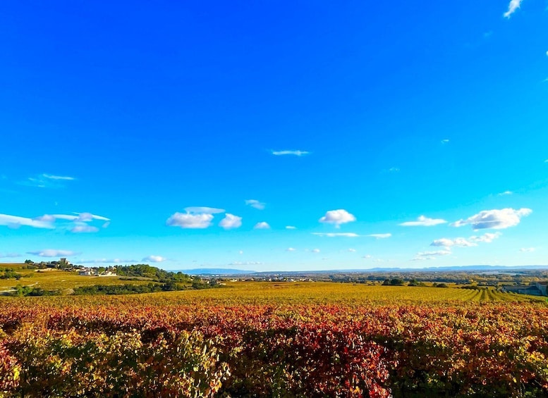 Picture 6 for Activity Wine tasting in Châteauneuf du Pape