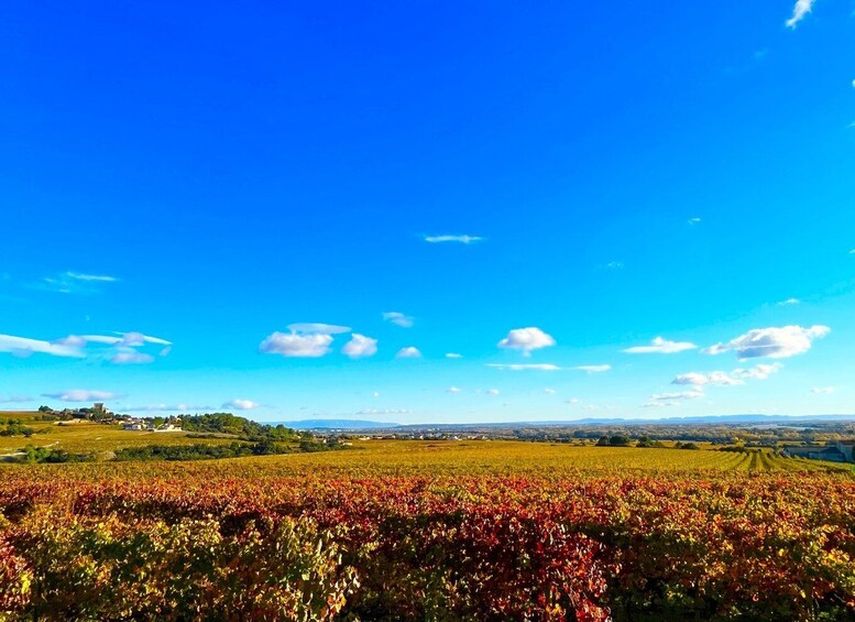 Picture 6 for Activity Wine tasting in Châteauneuf du Pape