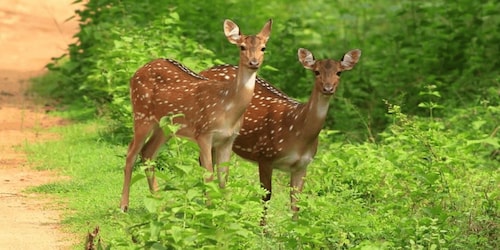 Exclusive : Yala National Park Afternoon Expedition
