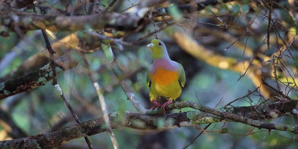 Picture 14 for Activity "Safari Adventure: Yala National Park Afternoon Expedition"