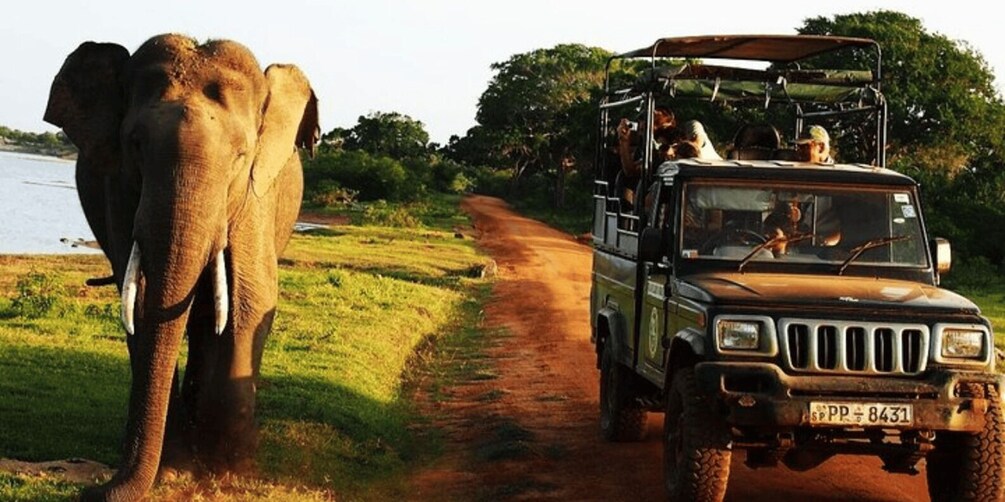 Picture 2 for Activity "Safari Adventure: Yala National Park Afternoon Expedition"