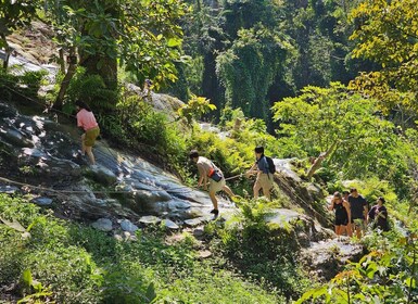 Chiang Mai: Tour di mezza giornata delle cascate Sticky e trasferimenti in ...