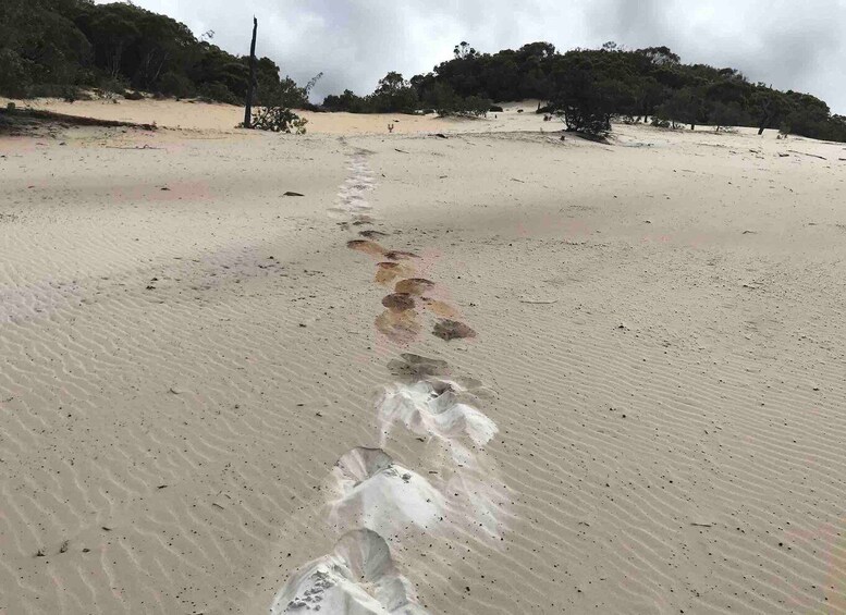 Picture 3 for Activity Noosa: Rainbow Beach Tour via Noosa Hinterland and Cooloola