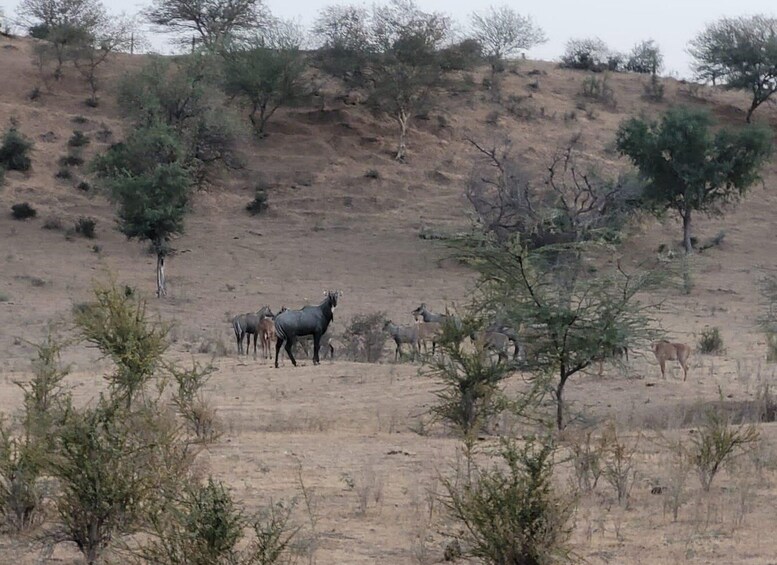 Picture 4 for Activity Jodhpur: Desert Walk Tour/Cooking Class/CamelRide With Sumer