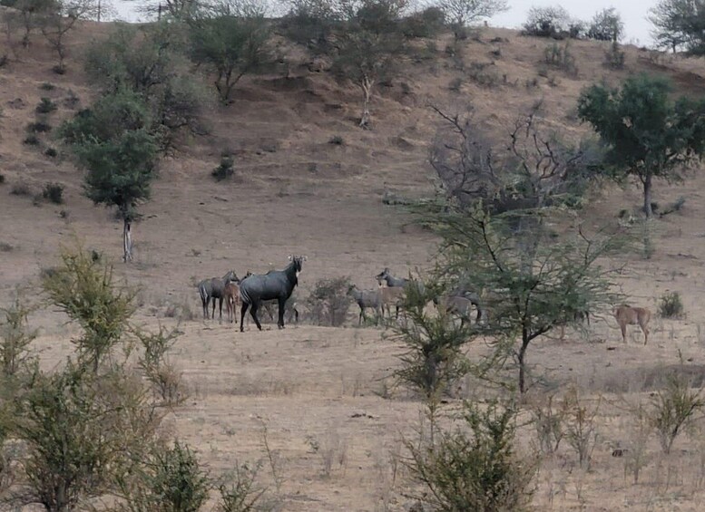 Picture 4 for Activity Jodhpur: Desert Walk Tour/Cooking Class/CamelRide With Sumer