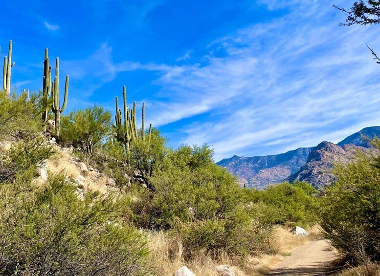 Picture 4 for Activity Tuscon Rancho Cerros Horseback Riding with Amazing Views