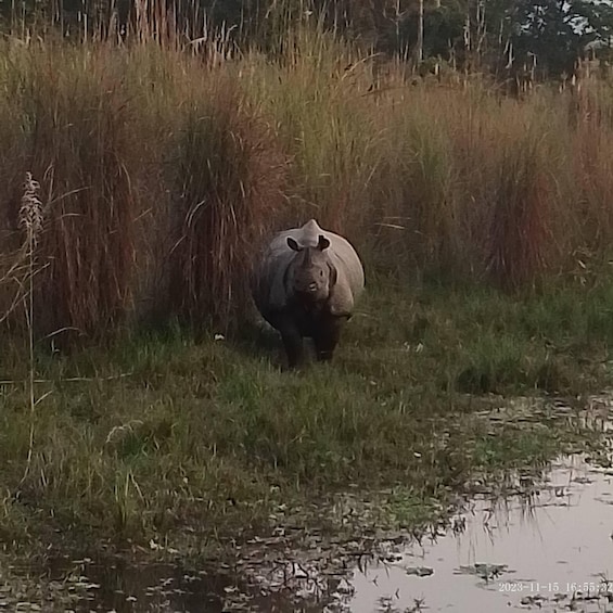 Picture 13 for Activity CHITWAN NATIONAL PARK FULL DAY PRIVATE JEEP SAFARI FROM MADI