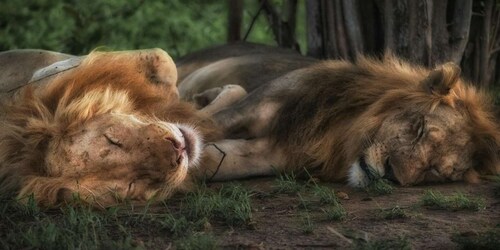 9-dages Zambia Fly In |South Luangwa & Livingstone