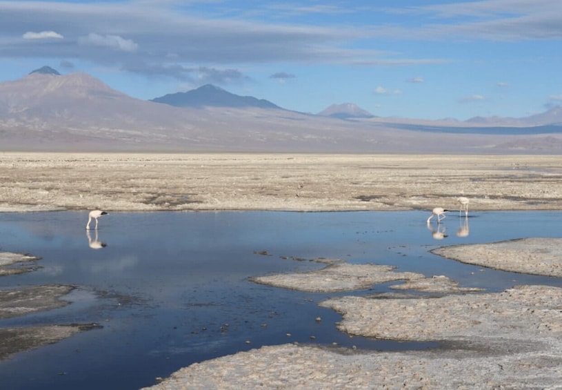 Picture 7 for Activity Full day Lagunas Altiplanicas, Piedras Rojas y Laguna Chaxa