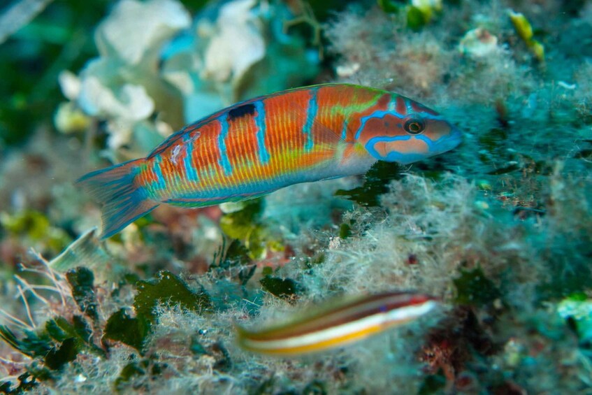 Picture 2 for Activity MARINA DI CAMPO: DIVING ON THE ISLAND OF ELBA AND PIANOSA