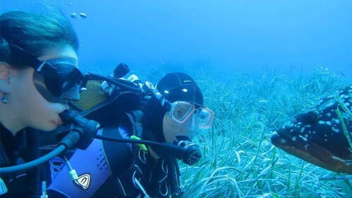 MARINA DI CAMPO: DIVING ON THE ISLAND OF ELBA AND PIANOSA