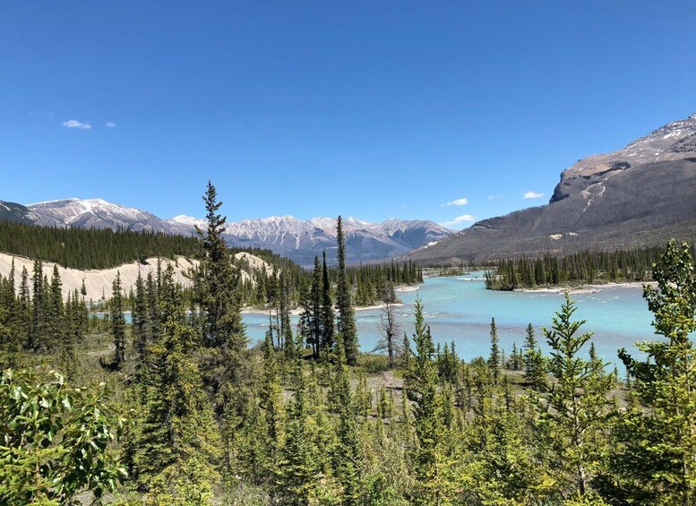 Picture 2 for Activity From Banff: Icefield Parkway Scenic Tour with Park Entry
