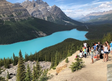 From Banff: Icefield Parkway Scenic Tour with Park Entry