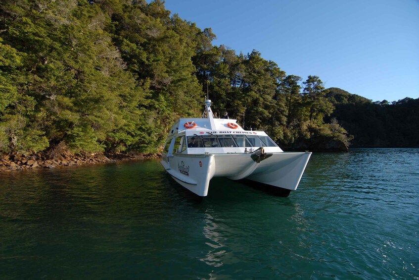 Picture 2 for Activity Picton: Queen Charlotte Sounds Sightseeing Cruise