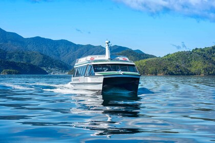 Picton: Queen Charlotte Sounds Sightseeing Cruise