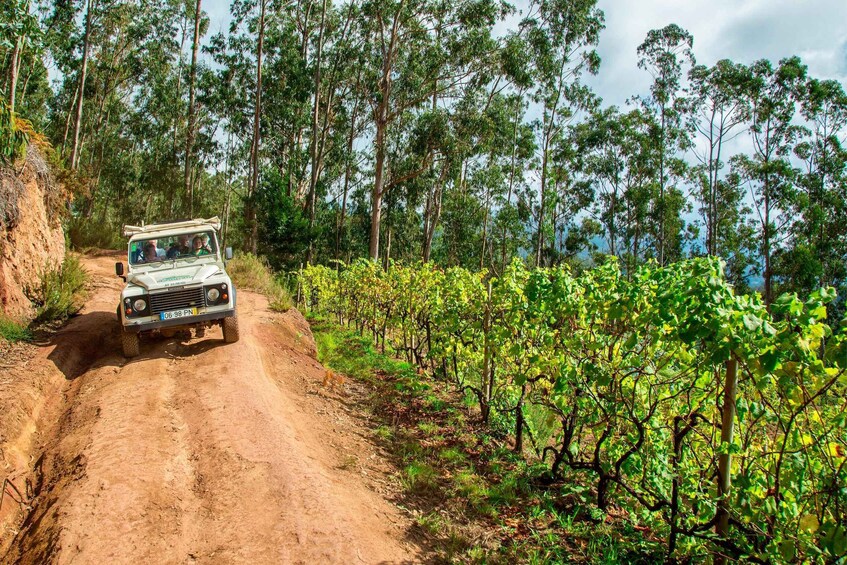 Madeira: Wine Safari Jeep Tour with Local Guide