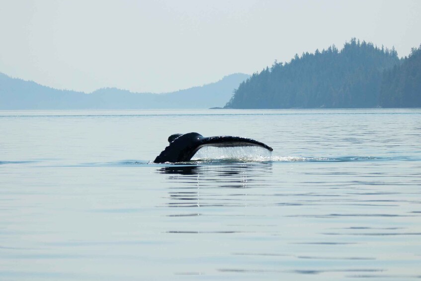 Picture 3 for Activity Campbell River: Waterfall and Wildlife Guided Boat Tour