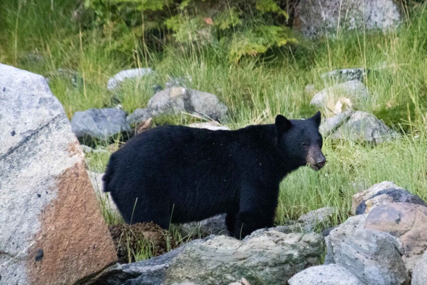 Picture 2 for Activity Campbell River: Waterfall and Wildlife Guided Boat Tour