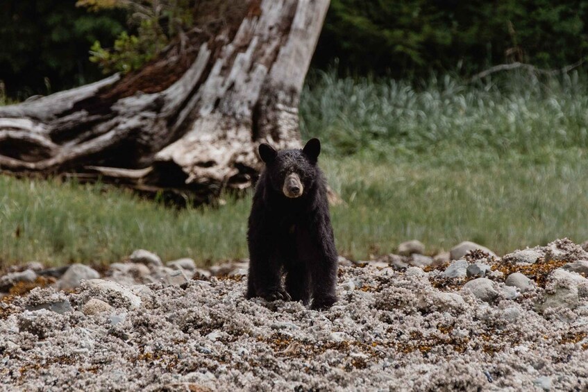 Campbell River: Spring Bears and Waterfalls Guided Boat Tour