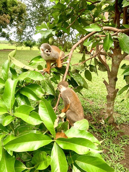 Picture 2 for Activity 4-Day All Inclusive Guided Jungle Tour from Iquitos