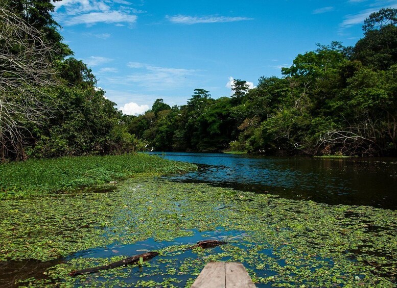 Picture 6 for Activity 4-Day All Inclusive Guided Jungle Tour from Iquitos