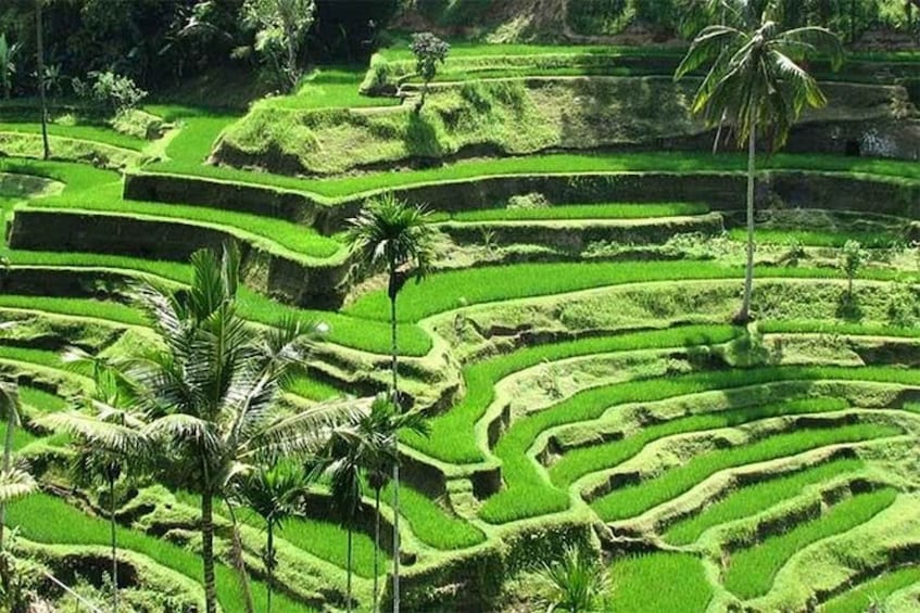 Picture 4 for Activity Best of Ubud: Monkey forest, Rice terrace, Waterfall & Swing