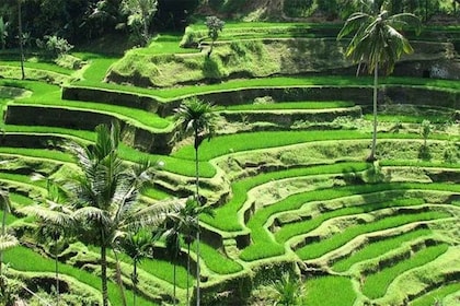 Best of Ubud - Private Tour - All-inclusive