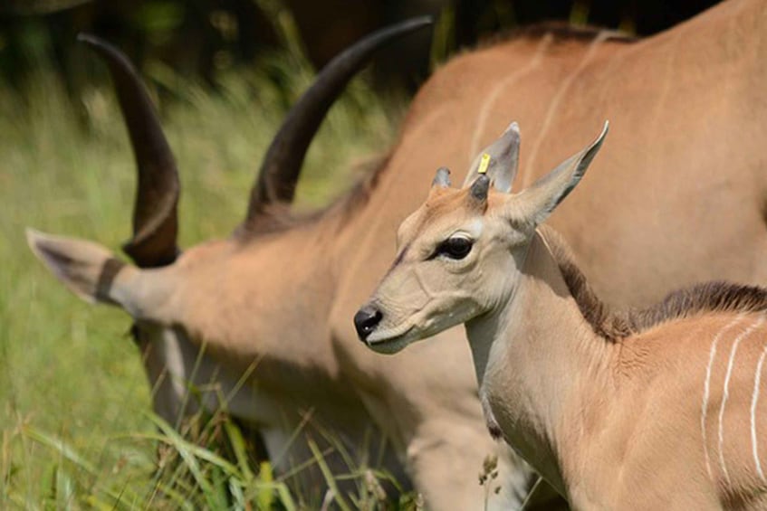 Picture 3 for Activity Arusha National Park 1 day tour