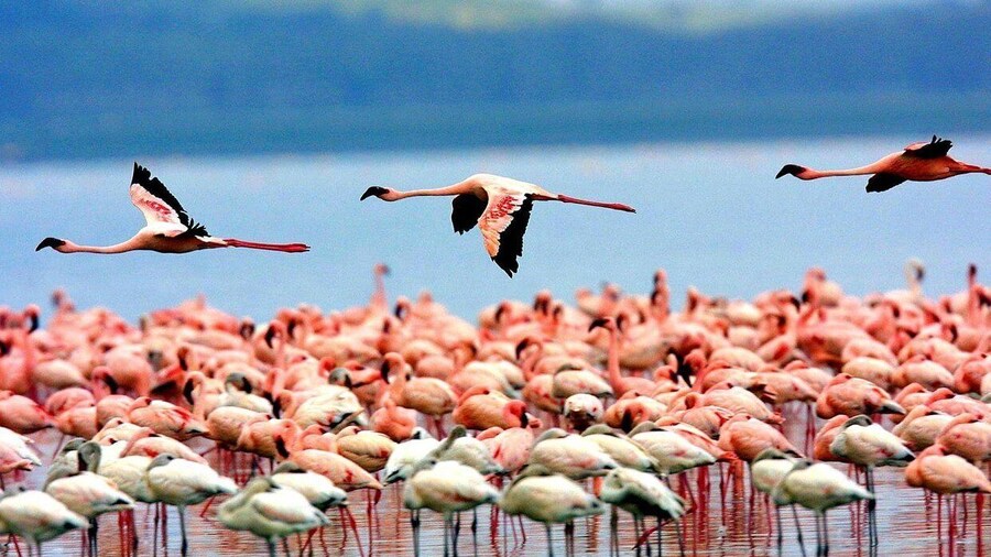 Arusha National Park 1 day tour