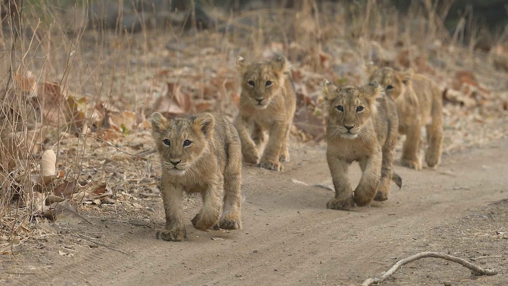 Picture 1 for Activity From Rajkot: Gir Somnath Weekend Tour