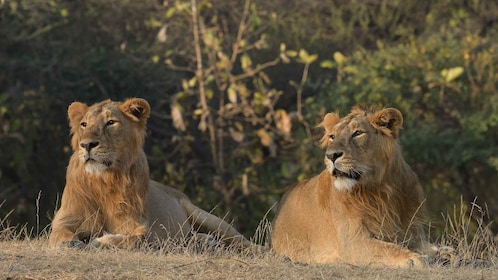 From Rajkot: Gir Somnath Weekend Tour