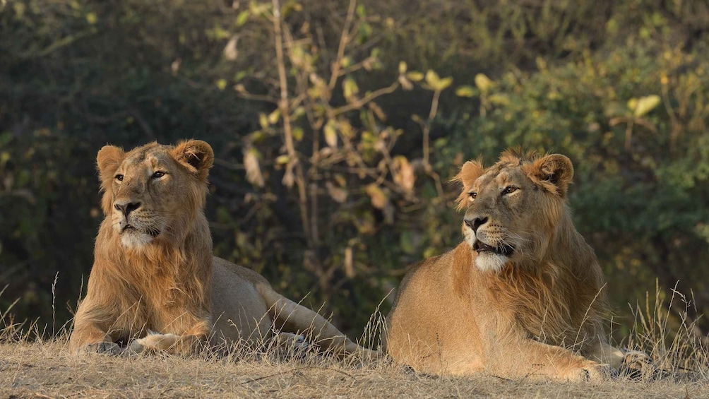 From Rajkot: Gir Somnath Weekend Tour