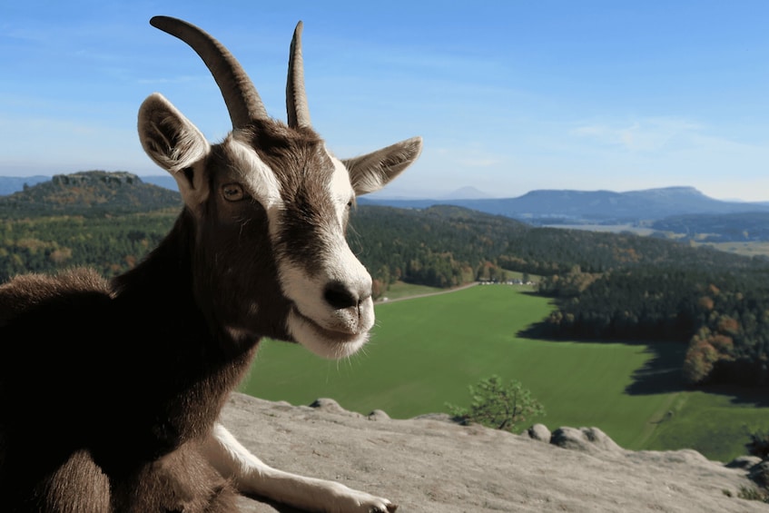 Picture 4 for Activity Climb the mountains together with goats