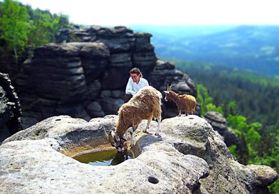 Climb the mountains together with goats