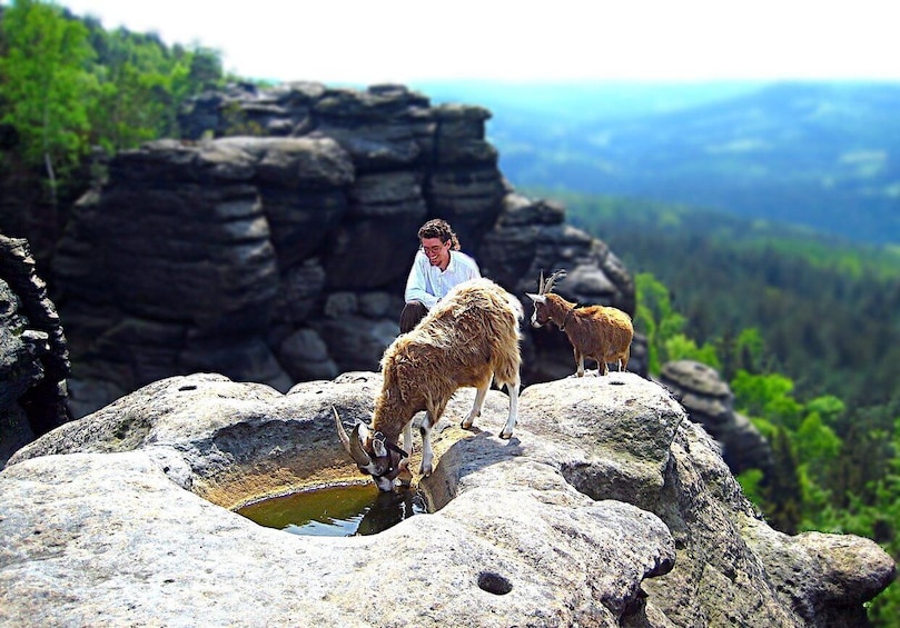 Climb the mountains together with goats