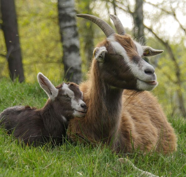 Picture 3 for Activity Climb the mountains together with goats