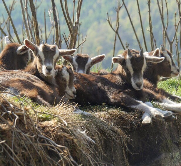 Picture 2 for Activity Climb the mountains together with goats