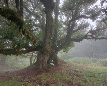 Bosque encantado de Fanal-