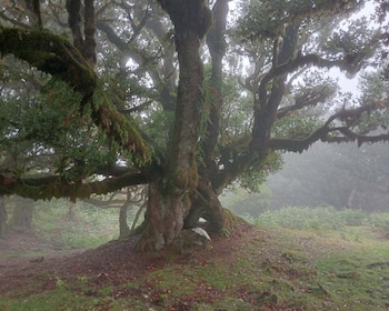 Forêt enchantée par Fanal