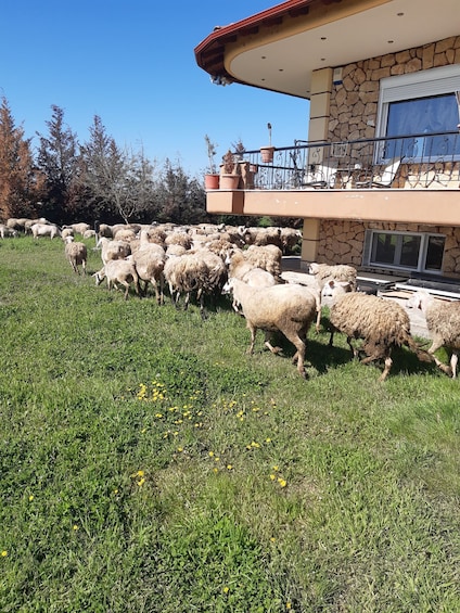 Picture 4 for Activity Thessaloniki: Private Greek Cooking Class and Meal at a Farm